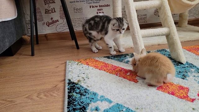 Милые забавные зверюшки крольчонок и котёнок ❤ смотреть онлайн