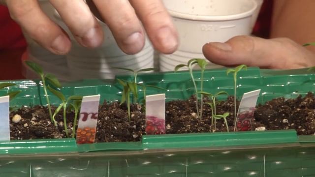 Голова садовая - ВАЖНО! Что делать с проростками саженцев (сеянцев) смотреть онлайн