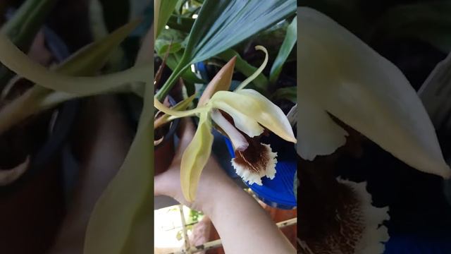 Целогина salmonicolor смотреть онлайн