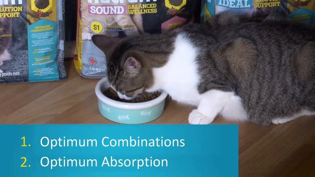 Nutram Dog Food Product Review with Kilo the Pug #sponsored #Canadian смотреть онлайн