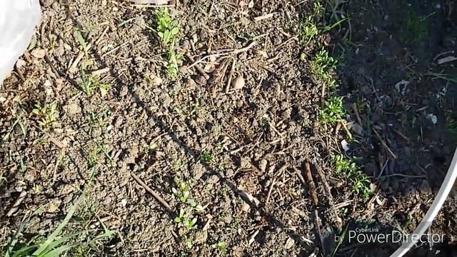 Грядки через месяц после посева. Всходы лука, редиса, моркови и других ранних посевов. смотреть онлайн