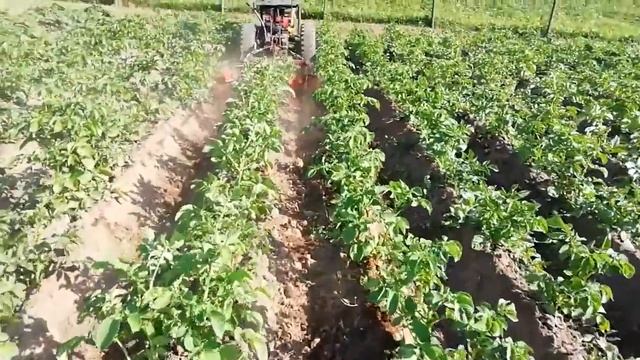 Последнее окучивание большой картошки в этом году на мотоблоке с адаптером салют, агат смотреть онлайн