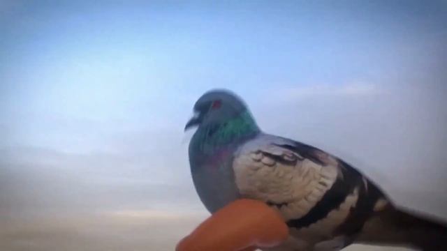 Голубь с ногами зафлексил под тему из Псковского смотреть онлайн