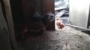 Куры Ломан Браун,Браун ник ,домашние