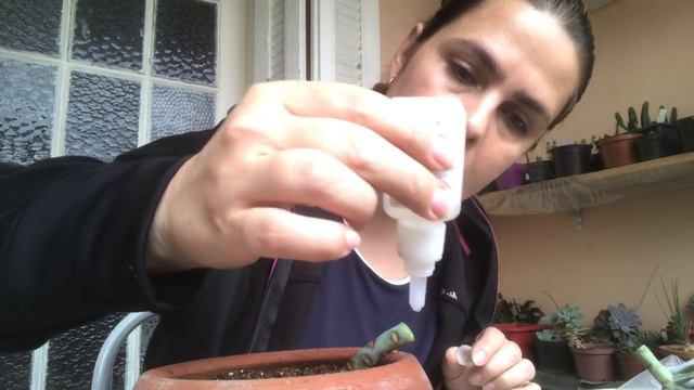 Atualização da Echeveria Decora смотреть онлайн