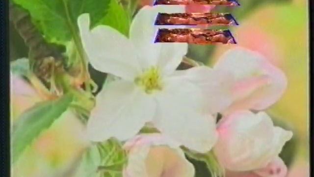 MANOJ marriage 4 смотреть онлайн