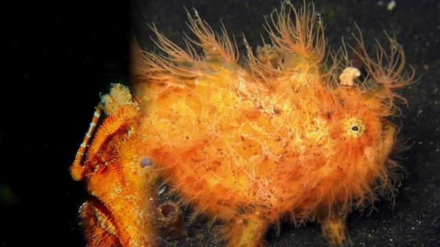 Удивительные соседи. Рыба-удильщик смотреть онлайн