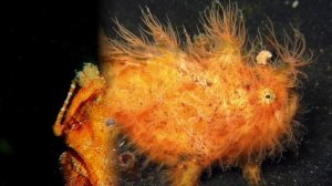 Удивительные соседи. Рыба-удильщик