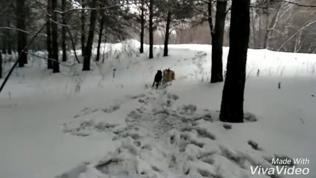 На прогулки : появился новый питомец 🐕доберман смотреть онлайн