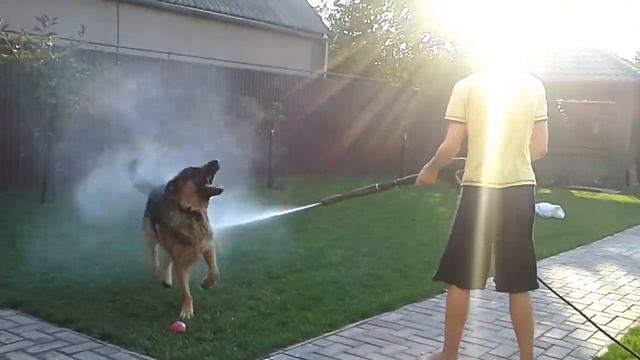 КАК КУПАТЬ СОБАКУ? ПРОСТО И ВЕСЕЛО! СМОТРЕТЬ ВСЕМ! смотреть онлайн