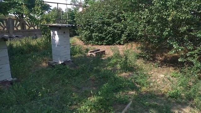 Сформировали первый отводок и увозим его в город, чтобы вырастить из него семью в зиму. смотреть онлайн