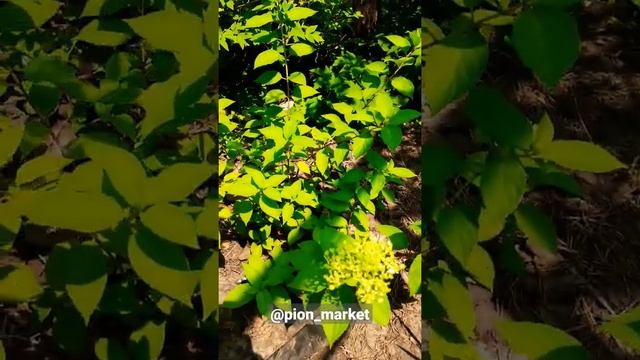 Гортензия метельчатая Little Lime (Литл Лайм) #shorts смотреть онлайн