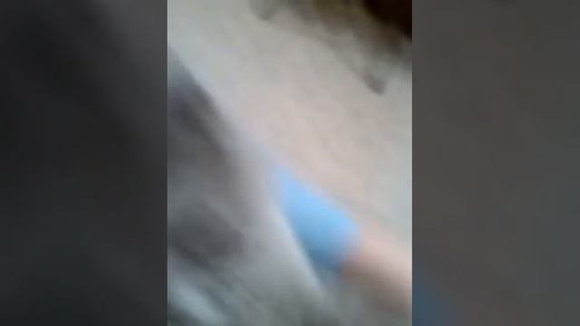 Кошка лапы грызет!)) смотреть онлайн