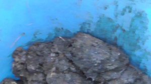 Конский навоз для подкормки