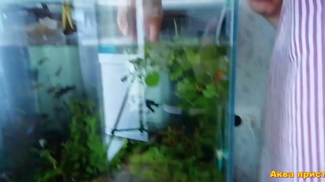 Нерест золотистого коридораса смотреть онлайн