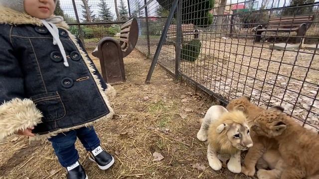 Ангелина создаёт ЛЬВИНЫЙ ПРАЙД для маленьких львят !