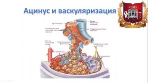 Легкие: топография, строение, функции, кровоснабжение, иннервация, регионарные лимфаузлы