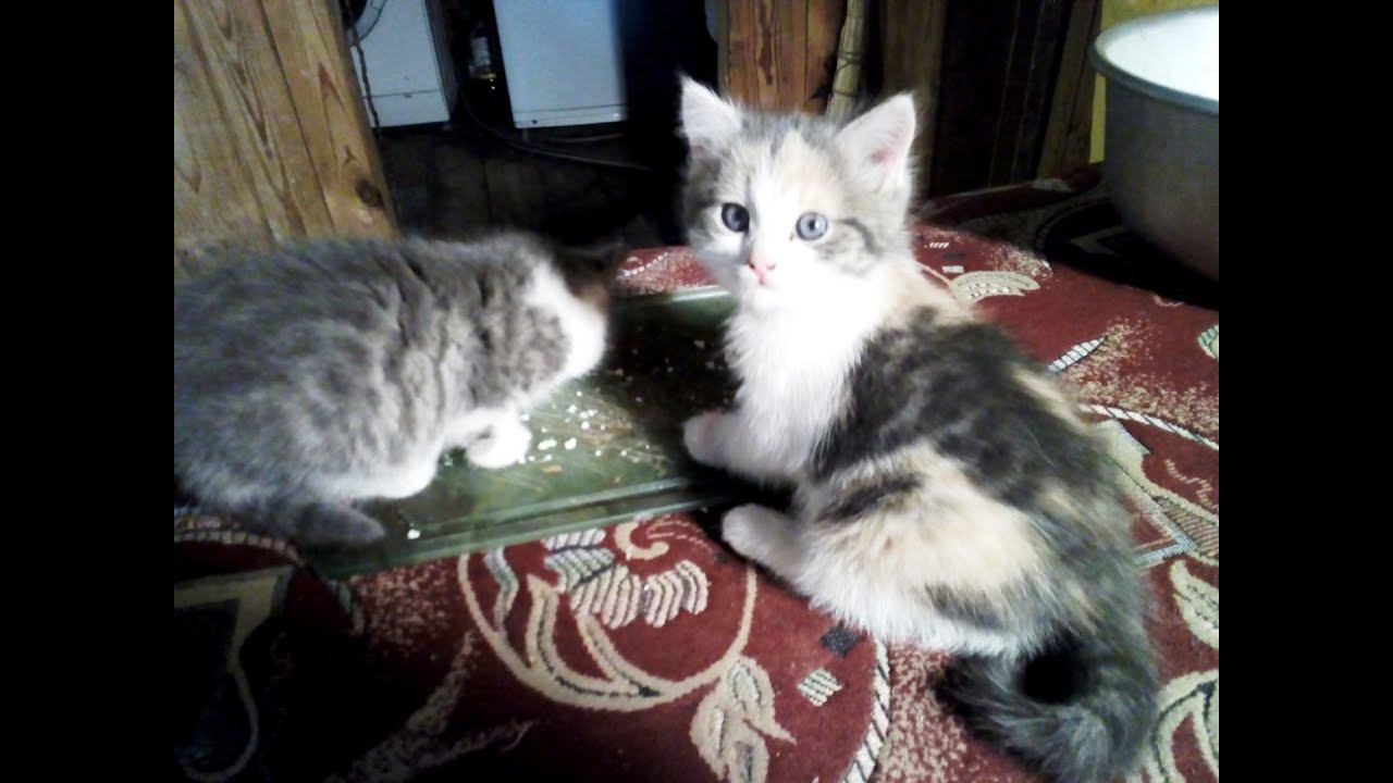 Про Читу, Масяню и дядю Керю смотреть онлайн