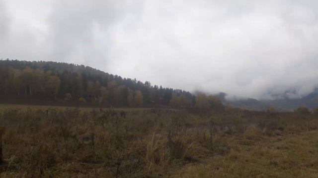 брачный рёв марала, октябрь 2023, Горный Алтай смотреть онлайн