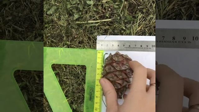 Эксперимент. Сколько кедровых шишек входит в 10-ти литровое ведро смотреть онлайн