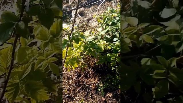 ежевика бжезина и карака блэк. Блэк меджик и Блэк джем. Ростовская обл. смотреть онлайн