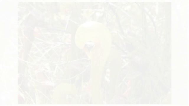 Darlingtonia californica смотреть онлайн