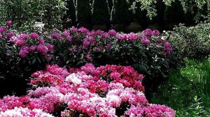 Азалия / Рододендрон. Где высаживать, как часто поливать и удобрять азалию?