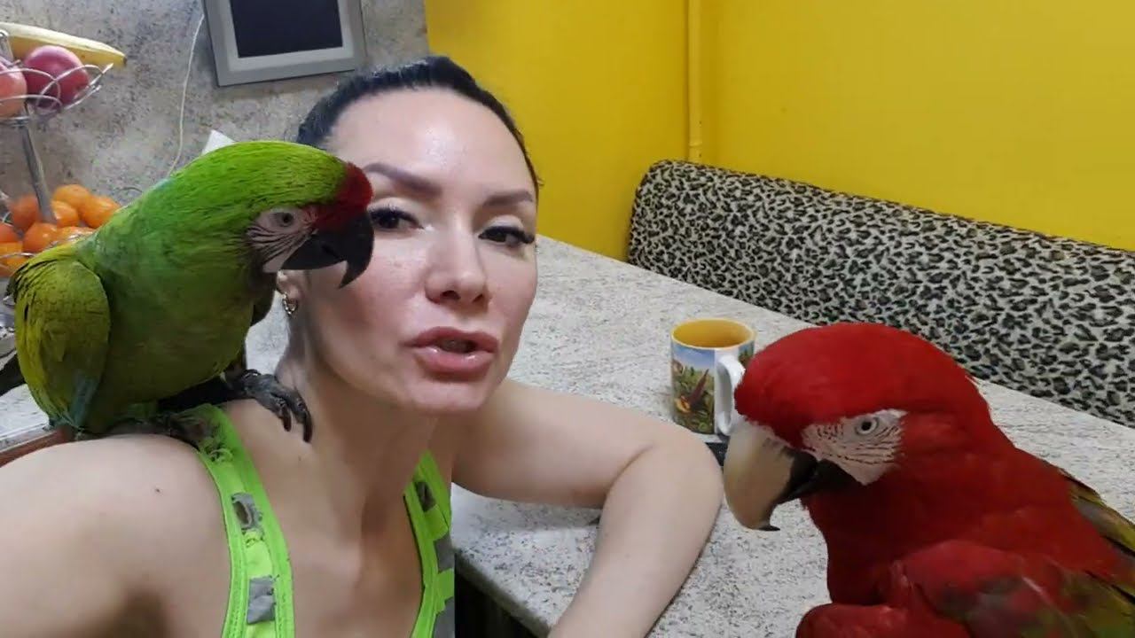 Вечером на кухне. Попугай ара,Гиацинтовый Ара, ара попугай бесится,попугай ара играет.