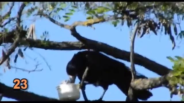 Ворона-дегустатор смотреть онлайн