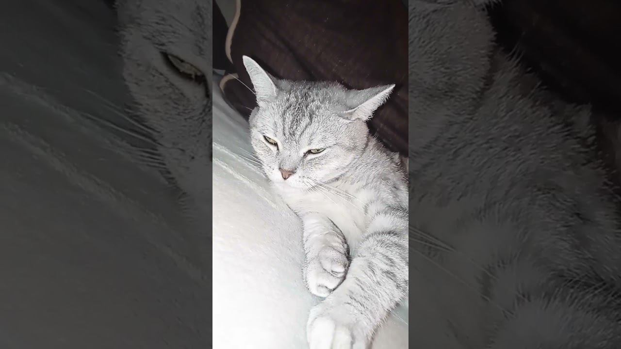 Милый котик #shorts смотреть онлайн