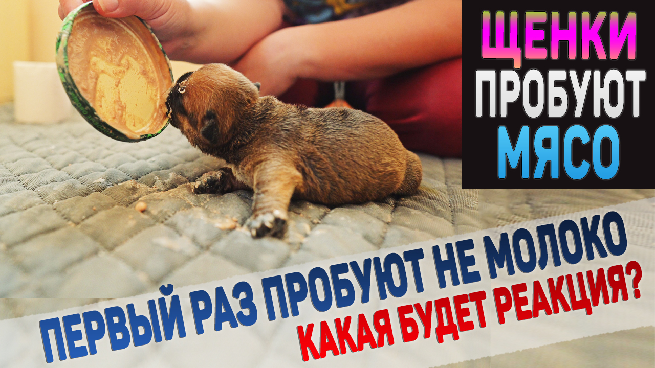 Щенки первый раз в жизни пробуют МЯСО! смотреть онлайн