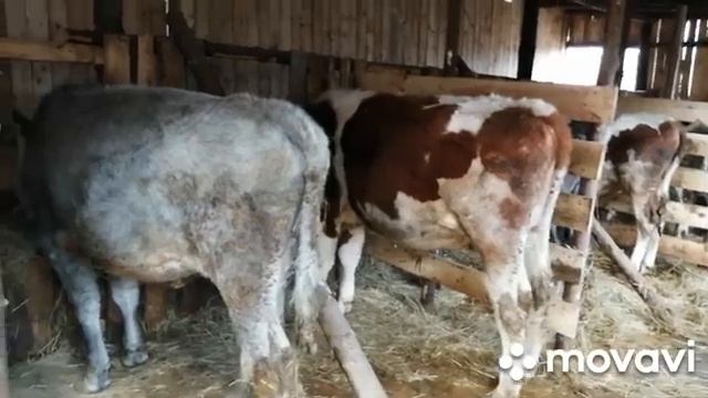 НОВОСТИ ХОЗЯЙСТВА!НАГОВОРИЛА ВАМ ЛИШНЕГО,НО КАК ЕСТЬ!ЖИЗНЬ СЛОЖНАЯ ШТУКА! смотреть онлайн
