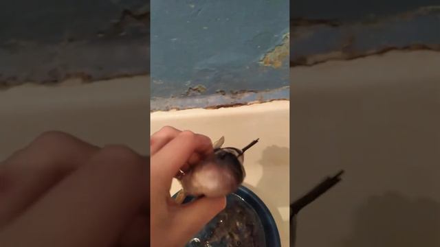 открыл свой первый сезон в зимней рыбалки в 2023 г рыбалка на реке Горёвка вот такой улов смотреть онлайн