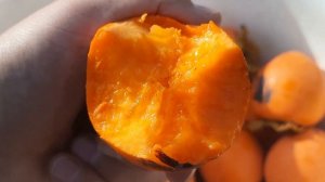 Хурма Шарон и Королёк 2021 Крым...