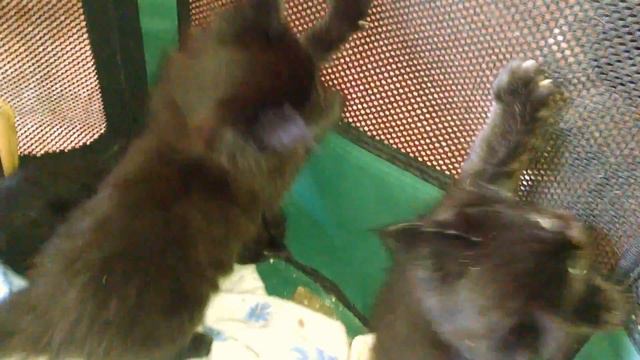 Мейн-кун чёрный солид Котята Мейн куны рвутся во взрослую жизнь смотреть онлайн