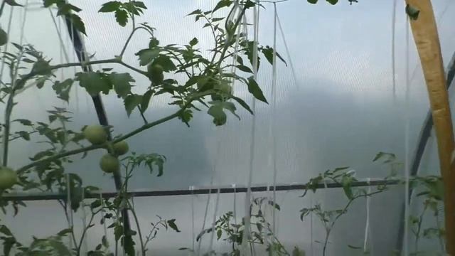 Белокрылка в теплице. Как спасти урожай помидоров, если она уже появилась. смотреть онлайн