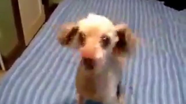 СУПЕР РЖАЧНОЕ ВИДЕО!!! 2015 ПРИКОЛ Очень смешная собака Приколы с животными смотреть онлайн