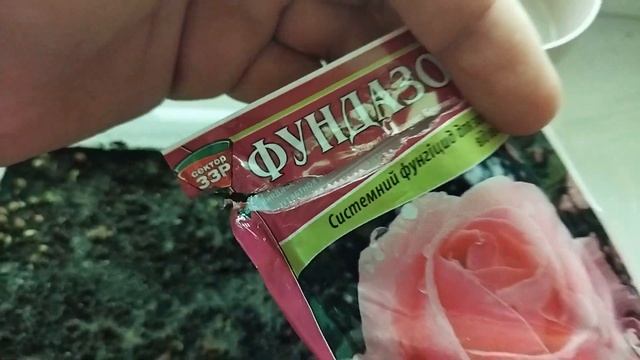 Посев кактусов 5-й день. Первые всходы кактусов. Плесень на семенах. смотреть онлайн