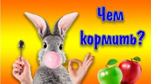 Что ест декоративный кролик, чем кормить кролика?