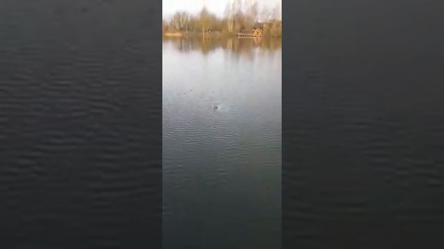 Ловля осетра на донку в Германии смотреть онлайн