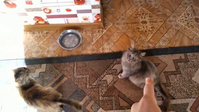 24 ЧАСА ИЗ ЖИЗНИ АРТЕМА , КАК МЕТАТЬ НОЖИ БЕЗ ОБОРОТА , ТРЮКИ С НОЖОМ БАБОЧКА ДЛЯ НОВИЧКОВ смотреть онлайн