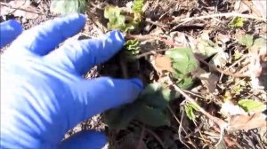 Уход за клубникой весной - что делать со старой и заросшей ягодой