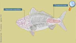 Биология 7 класс (Урок№13 - Тип Хордовые. Класс Рыбы.)