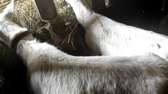 Опять случился окот.Отходит послед.Возникла проблема.Коза ест послед смотреть онлайн