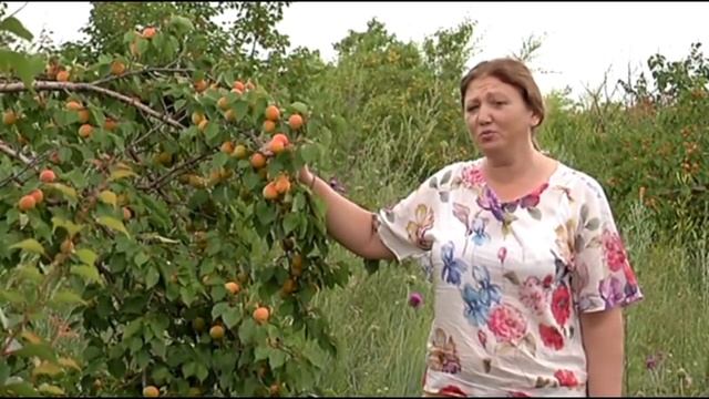 Дачники. Абрикос. Сорта абрикоса, которые хорошо растут в Сибири смотреть онлайн