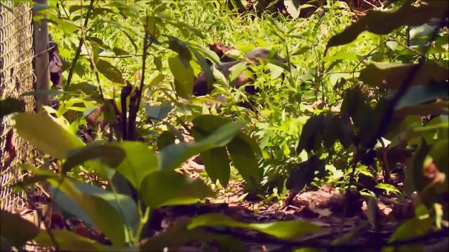 Sun Bear Rescue | Frontier Borneo - Bornean Sun Bear Conservation Centre | BSBCC