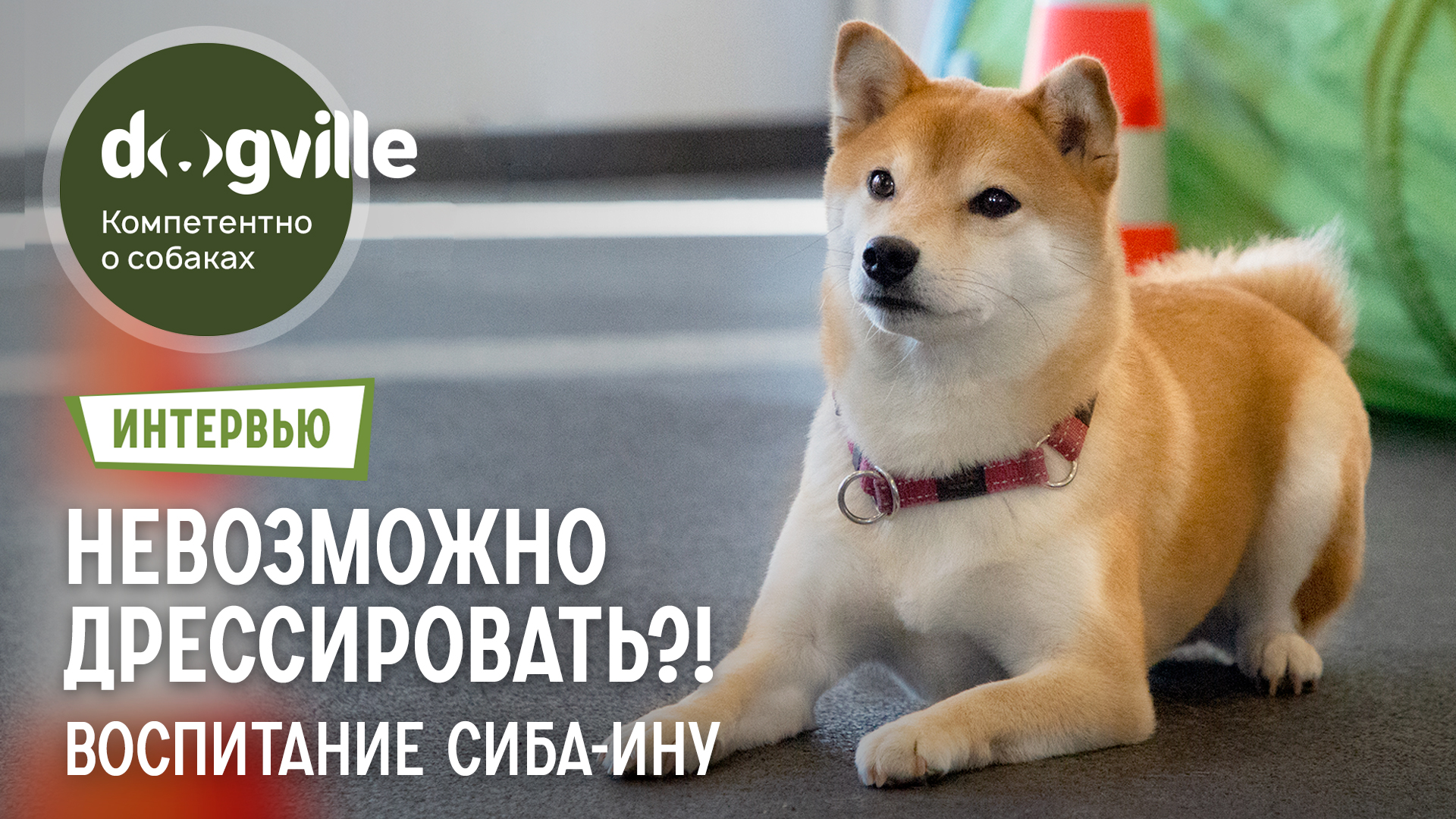 Как воспитывать сиба-ину? – Все о дрессировке сиба-ину – Интервью с руководителем питомника смотреть онлайн