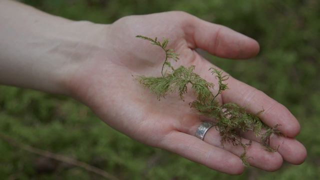step moss - Hylocomium splendens. Identification and characteristics