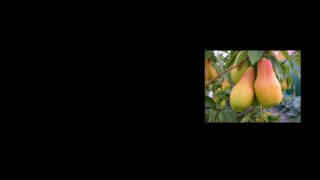 Венгерский язык - фрукты смотреть онлайн