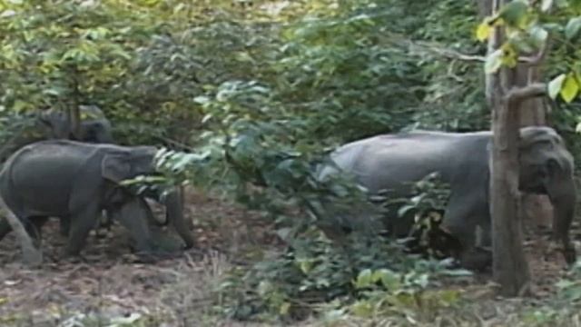 СОХРАНЯЯ ДИКУЮ ПРИРОДУ ПЛАНЕТЫ смотреть онлайн